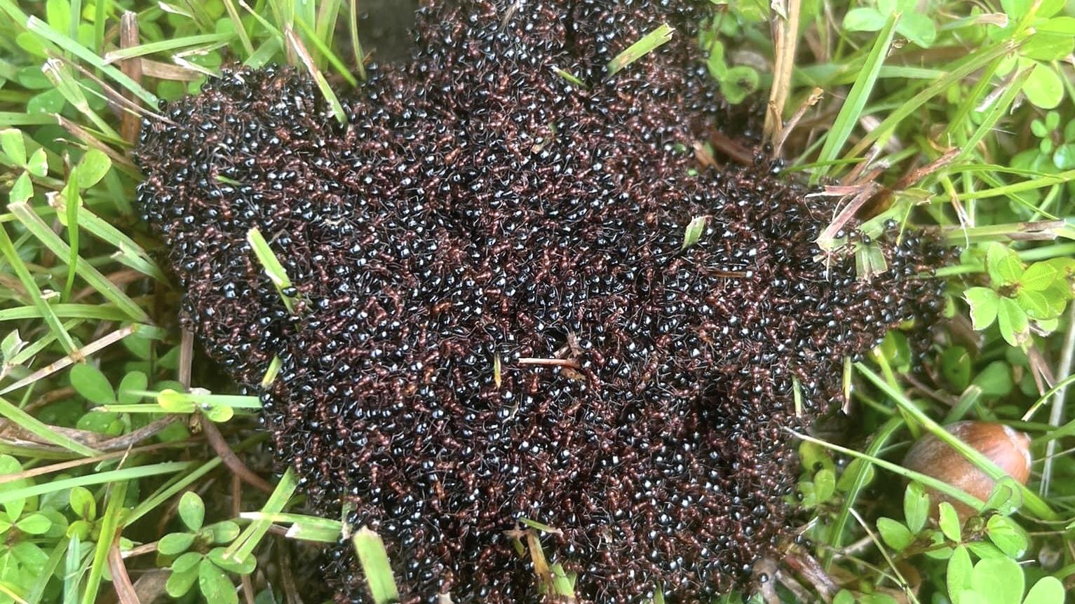 After Recent Rains Flooded Ant Colonies, They Formed Their Own Life Rafts