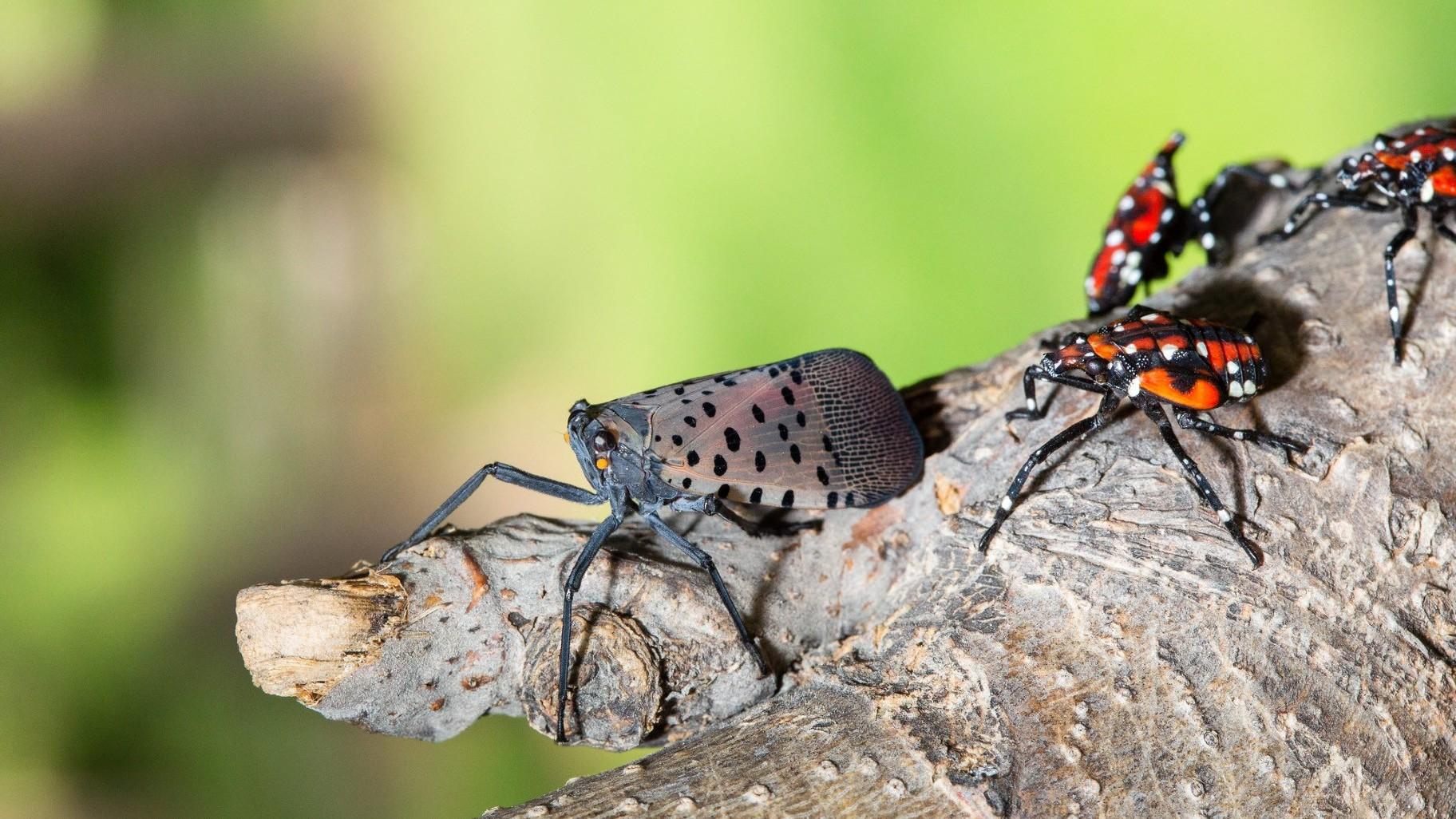 Spotted Lanternfly Isn’t an Eco Disaster But It Does Have a Major ‘Yuck’ Factor. Here’s How Chicago Can Defend Itself